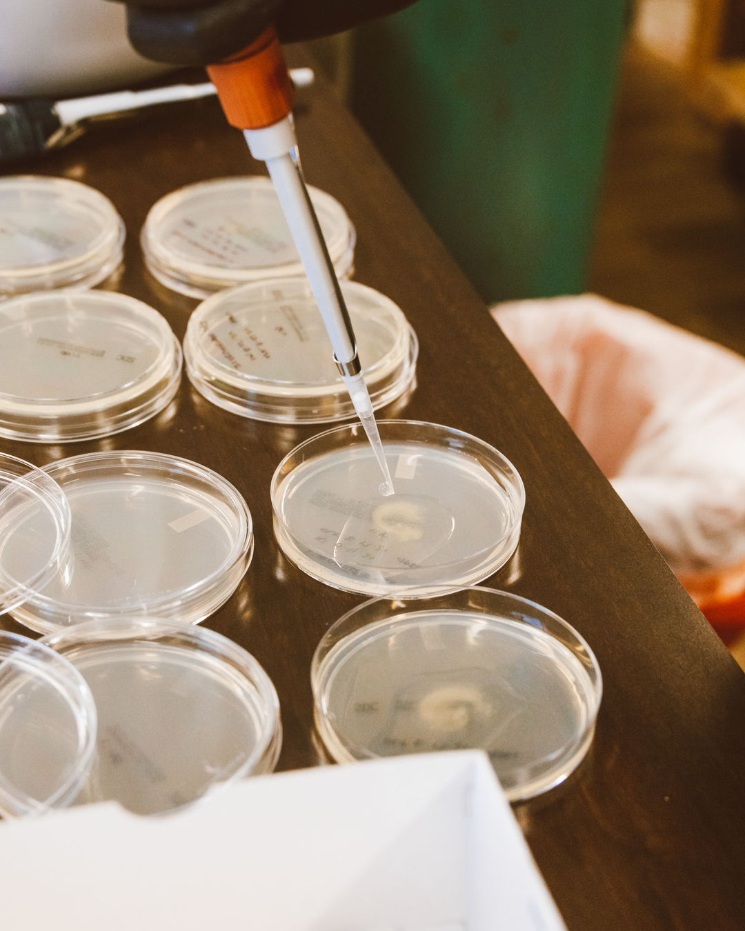 Scientist pipetting liquid into petri dishes